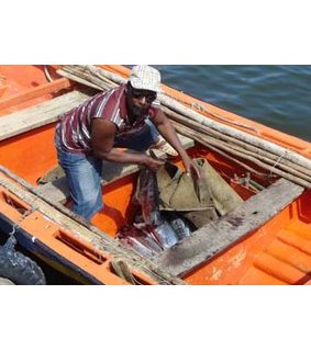Fisherman (St.Lucia)